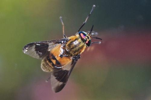 Chrysops viduatus